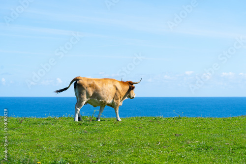 vaca pastando hierba frente al mar 