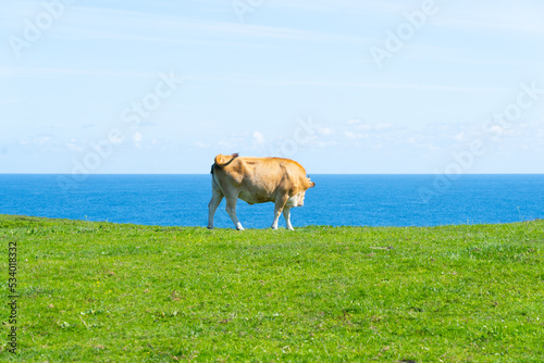 vaca pastando hierba frente al mar 