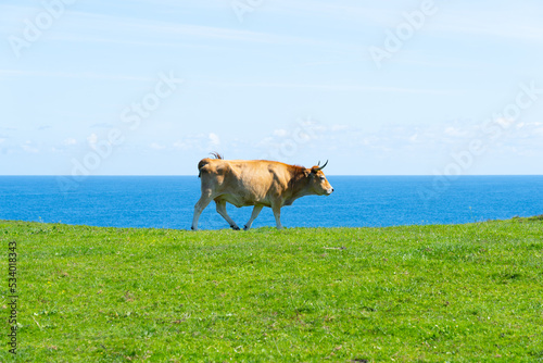 vaca pastando hierba frente al mar 