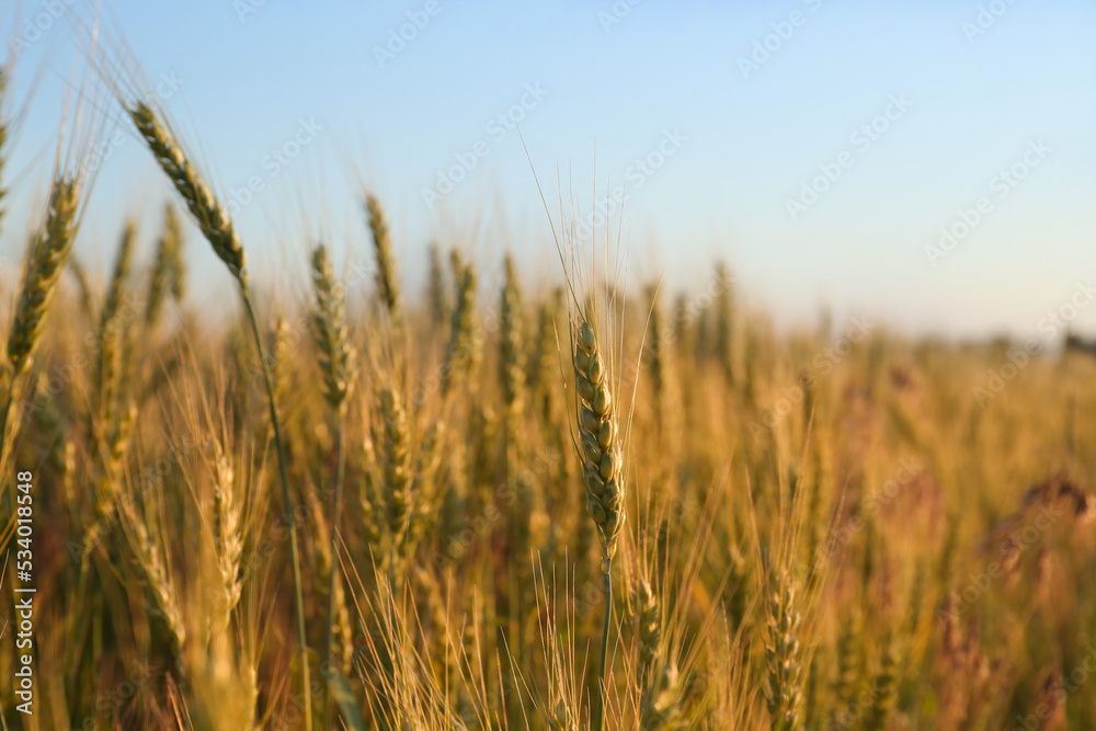 Beautiful agricultural field with ripening wheat, closeup Beautiful agricultural field with ripening wheat, closeup