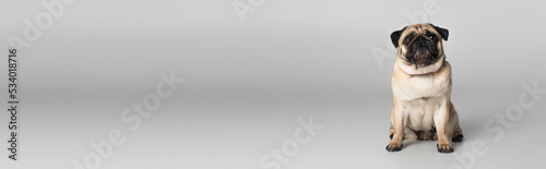purebred pug dog in red collar looking at camera on grey background, banner. © LIGHTFIELD STUDIOS