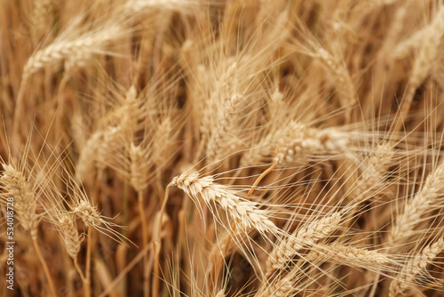 Beautiful ripe wheat spikes in agricultural field, closeup