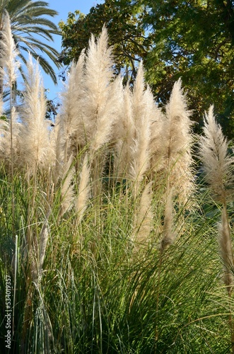 Pampa grass in Marbella, Spain