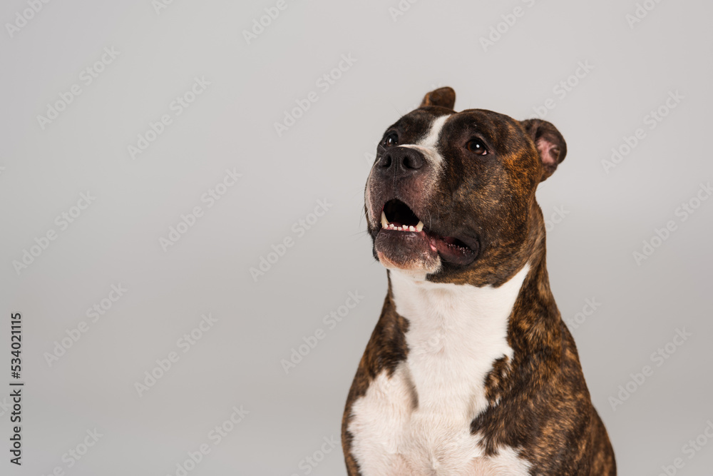 purebred staffordshire bull terrier looking away isolated on grey. purebred staffordshire bull terrier looking away isolated on grey.