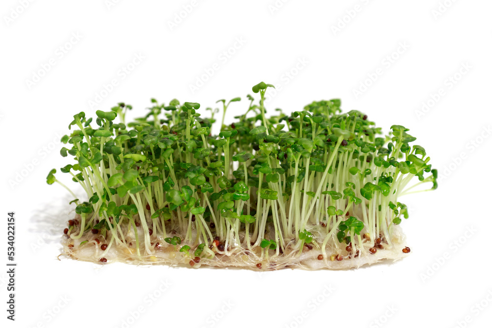 Microgreens sprouts of mustard isolated on white background, concept of Vegan, healthy lifestyle, Super food, Growing microgreens Microgreens sprouts of mustard isolated on white background, concept of Vegan, healthy lifestyle, Super food, Growing microgreens