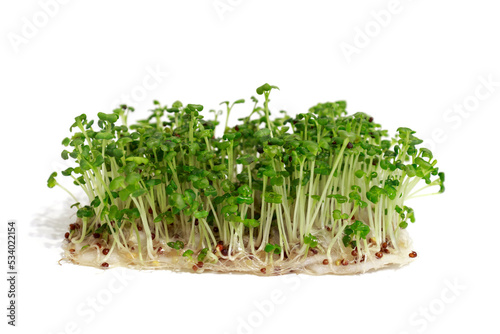 Microgreens sprouts of mustard isolated on white background, concept of Vegan, healthy lifestyle, Super food, Growing microgreens