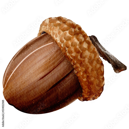 Hand-drawn acorn isolated on white background photo