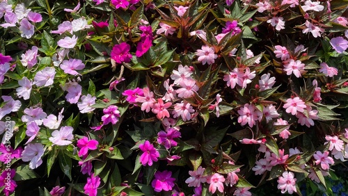 Tropical plant with purple pink flowers, new guinea impatiens photo