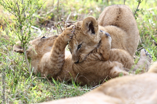 Two baby lions cubs playing and wrestling on green grass, a closeup