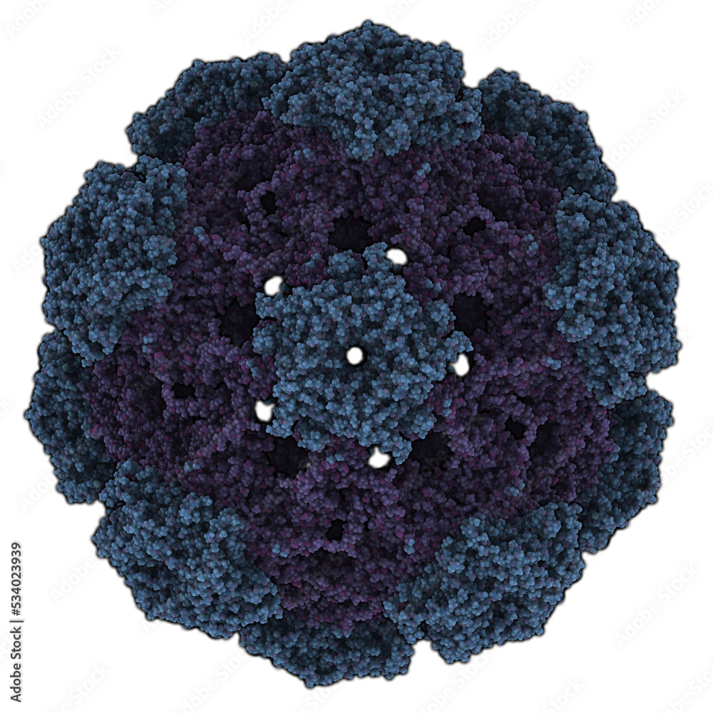 Human papillomavirus (HPV) 16. HPV causes skin and genital warts and a number of cancers