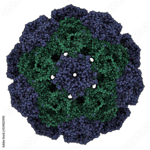 Human papillomavirus (HPV) 16. HPV causes skin and genital warts and a number of cancers, including cervical cancer. Atomic-level structure. photo