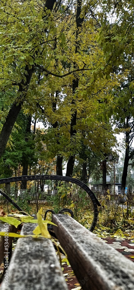 Obraz premium path in the woods