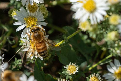 Close up of Honeybee on a white flower