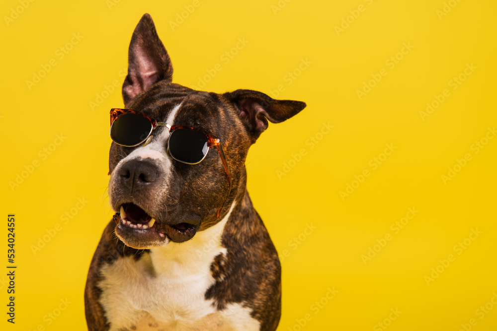 purebred staffordshire bull terrier in stylish sunglasses isolated on yellow.