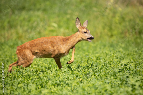 Roe deer, Capreolus capreolus, between green leaves of clover, meadow.