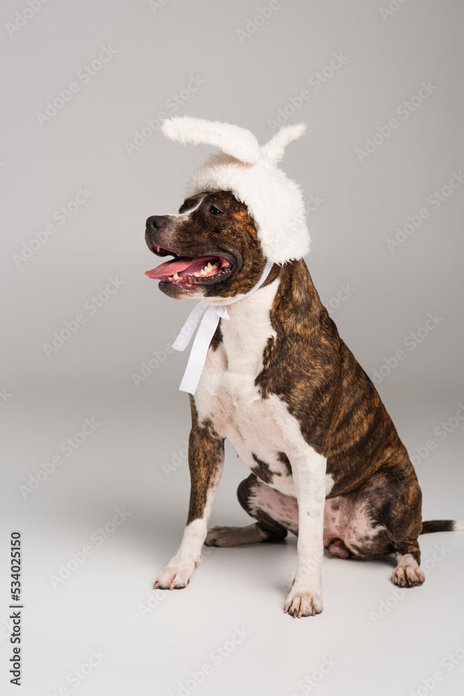 purebred staffordshire bull terrier in white headband with bunny ears sitting on grey.