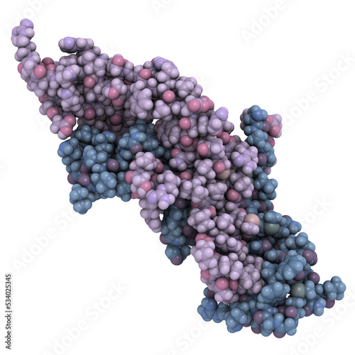 Wallpaper Mural Human Chorionic Gonadotropin (hCG) glycoprotein hormone, chemical structure. Used in fertility treatments and in vitro fertilization. Detected in pregnancy tests. Torontodigital.ca