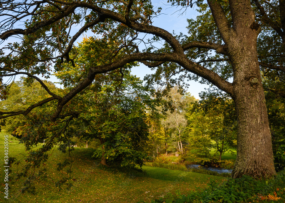 An oak tree and its mighty branches against the backdrop of an autumn deciduous forest with a small river and a blue sky. An oak tree and its mighty branches against the backdrop of an autumn deciduous forest with a small river and a blue sky.