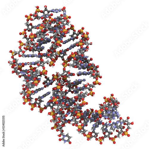 Riboswitch RNA molecule: Chemical structure of a bacterial guanine riboswitch bound to hypoxanthine. Riboswitches are regulatory parts of messenger RNA that can bind small molecules.