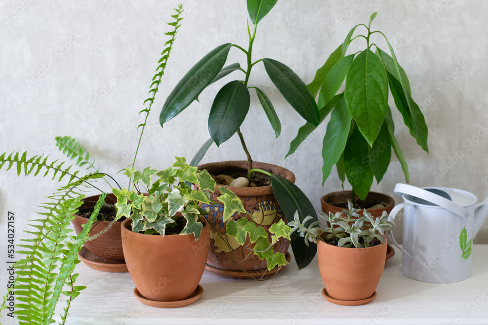 Fototapeta premium Potted plants on table at home