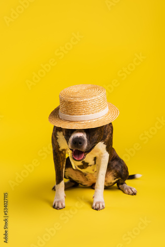 purebred staffordshire bull terrier in stylish straw hat sitting on yellow. © LIGHTFIELD STUDIOS