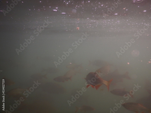 school of fish, rudd Scardinius erythrophthalmus freshwate cyprinid fish species in a post mining lake under the water surface