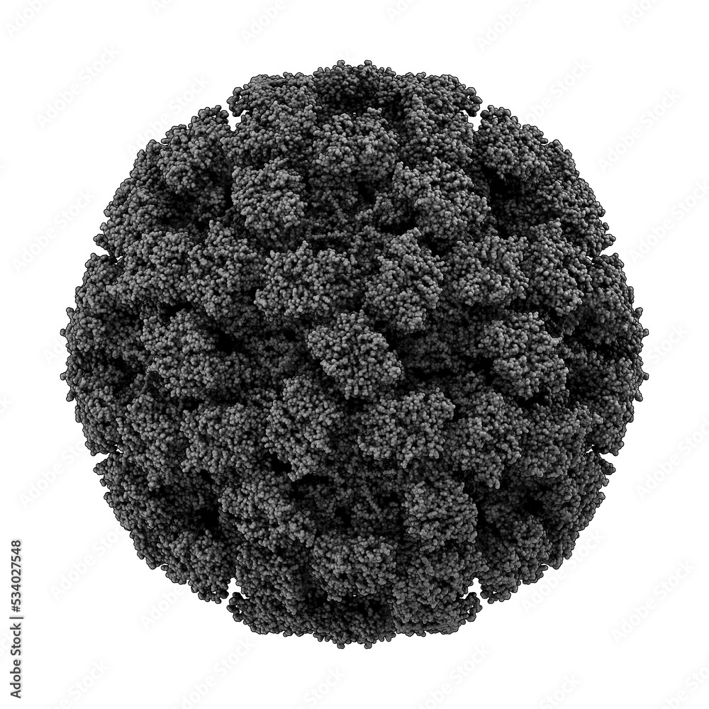 Feline Calicivirus Capsid Causes A Viral Disease In Cats A Vaccine feline-calicivirus-capsid-causes-a-viral-disease-in-cats-a-vaccine