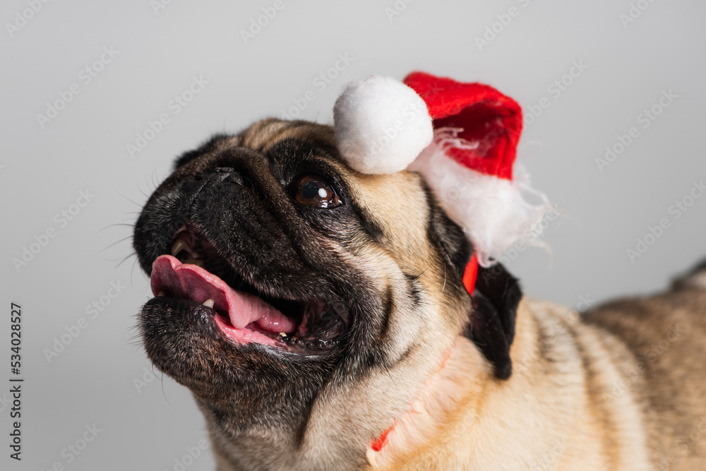purebred pug dog in santa hat looking up isolated on grey.