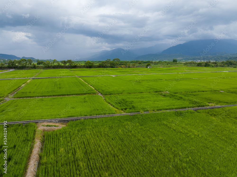 Paddy rice field in Yuli of Hualien in Taiwan