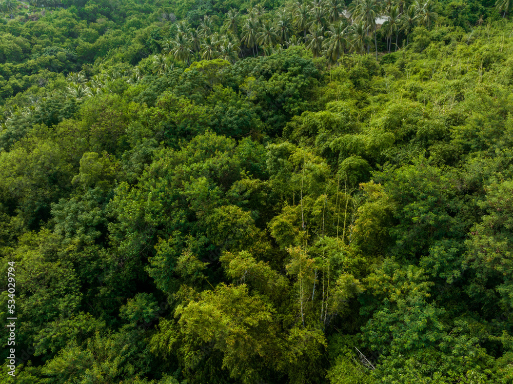 Top down view of the tropical forest jungle Top down view of the tropical forest jungle