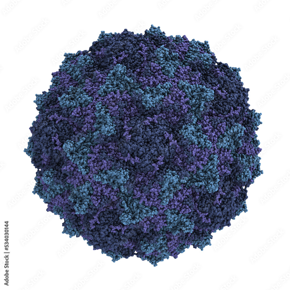Coxsackievirus A21. Coxsackieviruses can cause meningitis, hand, foot