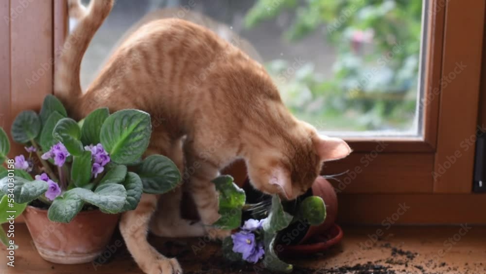 A red kitten on the window breaks a houseplant.Naughty playful cat. Pet problems at home. Smashed down houseplant by pet