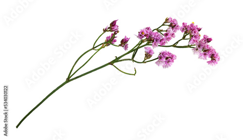 Twig of pink limonium flowe...