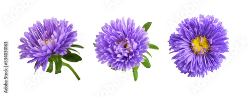 Set of rurple aster flowers isolated