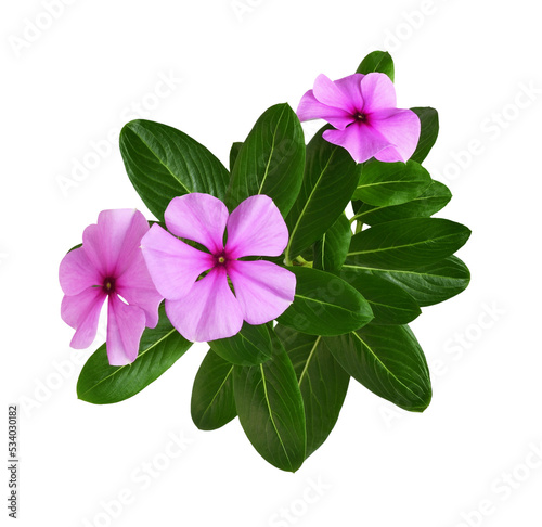 Pink flowers and green leav...