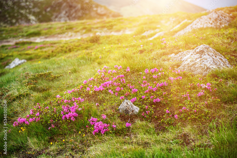 Obraz premium Rhododendron flowers in nature