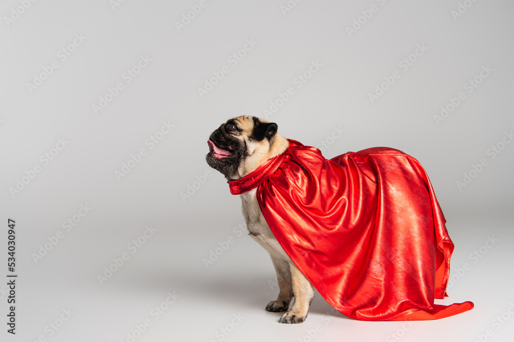 purebred pug dog in red heroic cape standing on grey background. - obrazy, fototapety, plakaty 