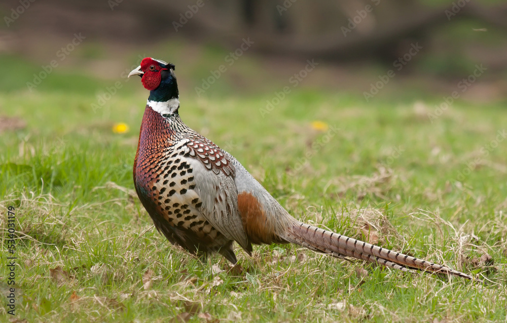 Fototapeta premium male Ringneck Pheasant scientific name Phasianus colchicus upright in a field of grass