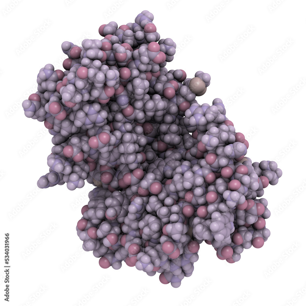 cyclic ADP ribose hydrolase (CD38) protein, chemical structure cyclic ADP ribose hydrolase (CD38) protein, chemical structure