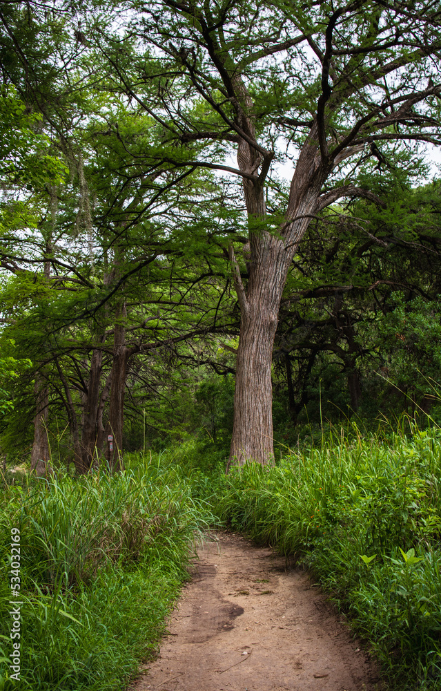 A path leading to a tall Cypress tree near a river bank A path leading to a tall Cypress tree near a river bank