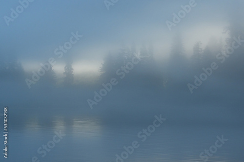Forest shoreline in fog.