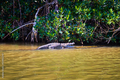 alligaton in mangrove swamp with trees in the background and green water in tecolutla veracruz  photo