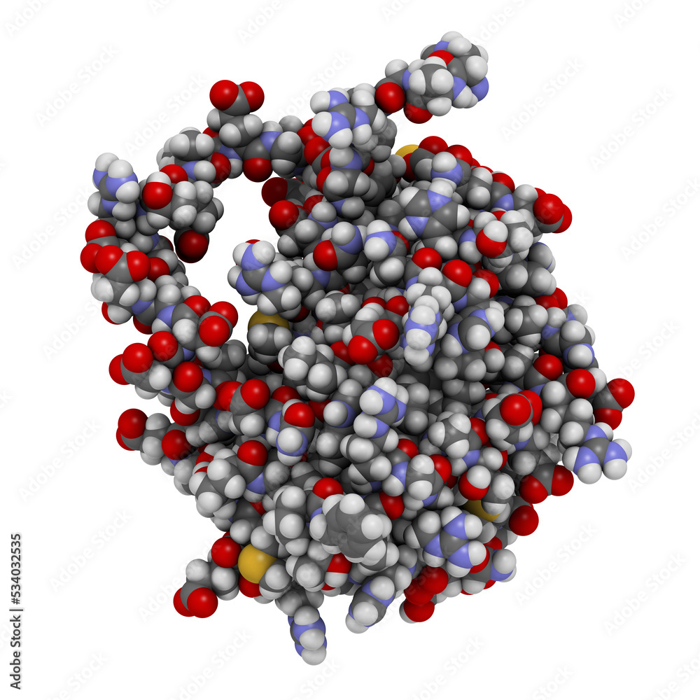 BCL-2 protein. Prevents apoptosis (cell death) and often found overexpressed in cancer cells. The corresponding BCL2 gene is a proto-oncogene. BCL-2 protein. Prevents apoptosis (cell death) and often found overexpressed in cancer cells. The corresponding BCL2 gene is a proto-oncogene.