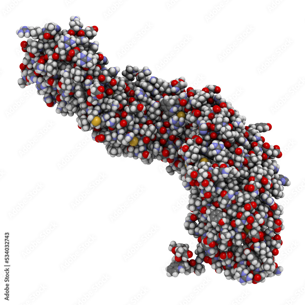 Beta-catenin (armadillo and C-terminal domain) protein. Corresponding CTNNB1 gene is a proto-oncogene. Beta-catenin (armadillo and C-terminal domain) protein. Corresponding CTNNB1 gene is a proto-oncogene.