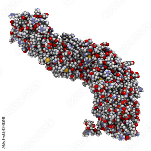 Beta-catenin (armadillo and C-terminal domain) protein. Corresponding CTNNB1 gene is a proto-oncogene. photo
