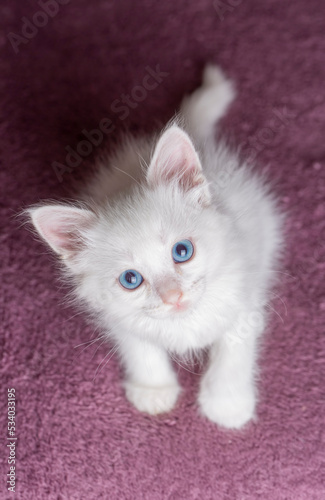 White kitten with blue eyes...