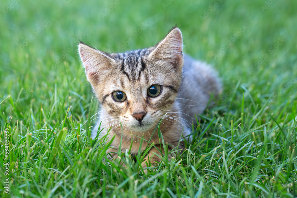 Tabby kitten on the grass