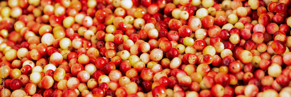 Cranberries. Red and orange background of ripe juicy autumn berries.