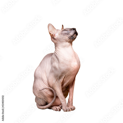 Hairless cat Canadian Sphynx sits on a white background. Isolate