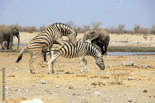 Two Zebras mating while two elephants watch on in the background - with a natural bush background and pale blue hazy sky. Rietfontein  Etosha National Park  Namibia